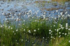 36A Dandelions At The Arctic Chalet in Inuvik Northwest Territories.jpg